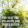 Foto von Rosen mit Text "Für kräftige Pflanzen und bunte Blüten". Compo Bio Pferdedung für Rosen.