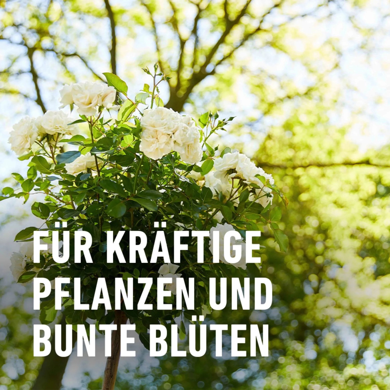 Compo Bio Pferdedung fr Rosen 12 kg kaufen bei OBI