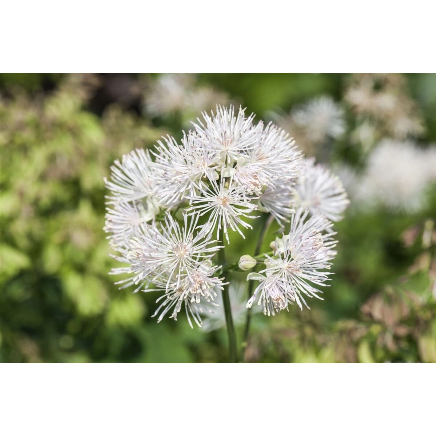 Thalictrum Aquilegifolium Album Akeleiblättrige Wiesenraute Ca. 9x9 cm Topf günstig online kaufen