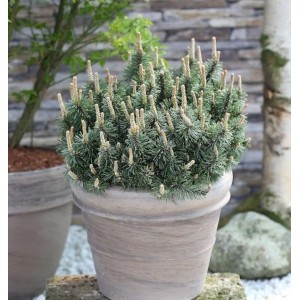Zwergkiefer 'Humpy' (Pinus mugo) im Topf, eine kleine, dichte Gartenpflanze.