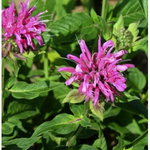 Nahaufnahme der Indianernessel 'Gewitterwolke' mit pinkfarbenen Blüten und grünen Blättern.