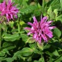Nahaufnahme der Indianernessel 'Gewitterwolke' mit pinkfarbenen Blüten und grünen Blättern.