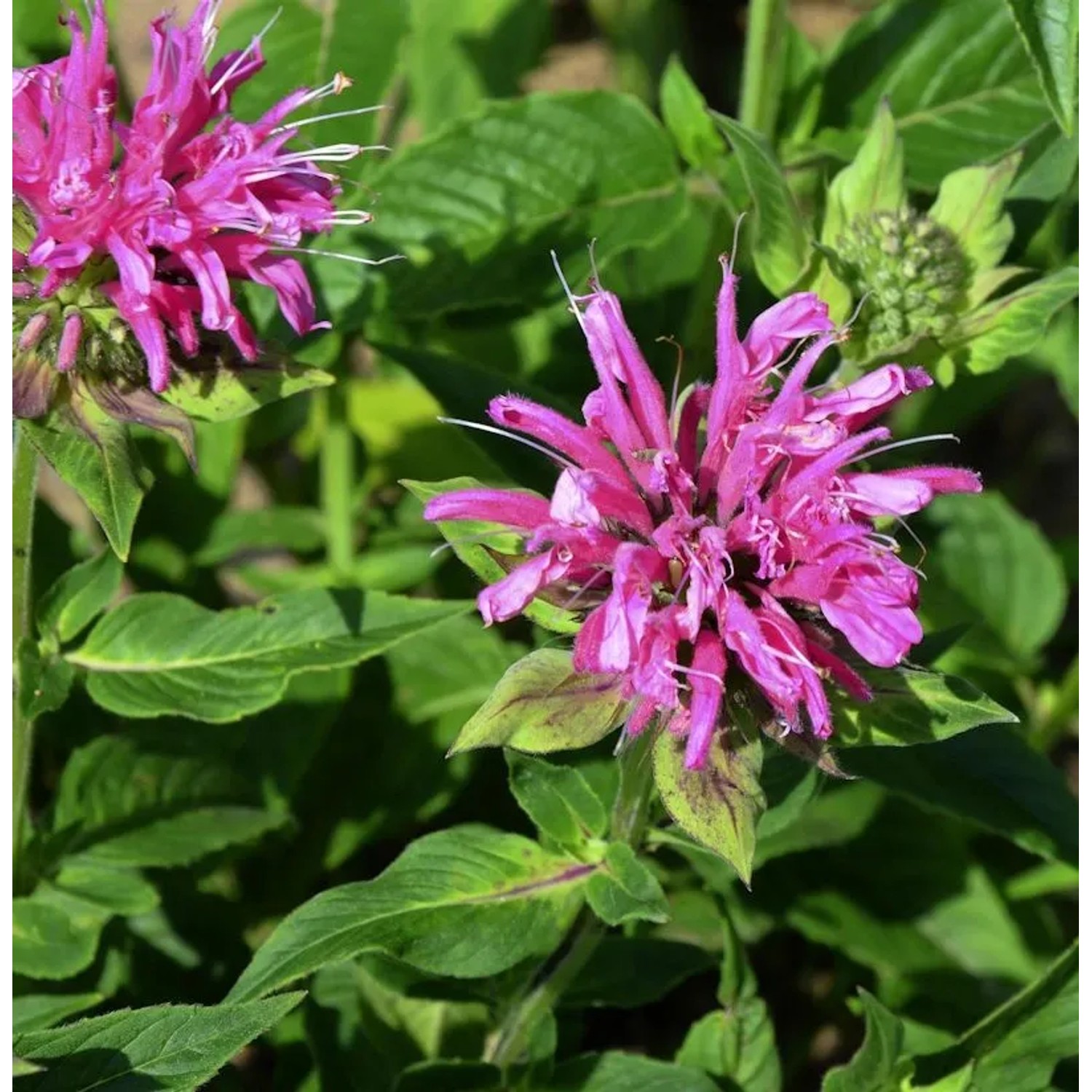 Indianernessel Gewitterwolke - Monarda fistulosa
