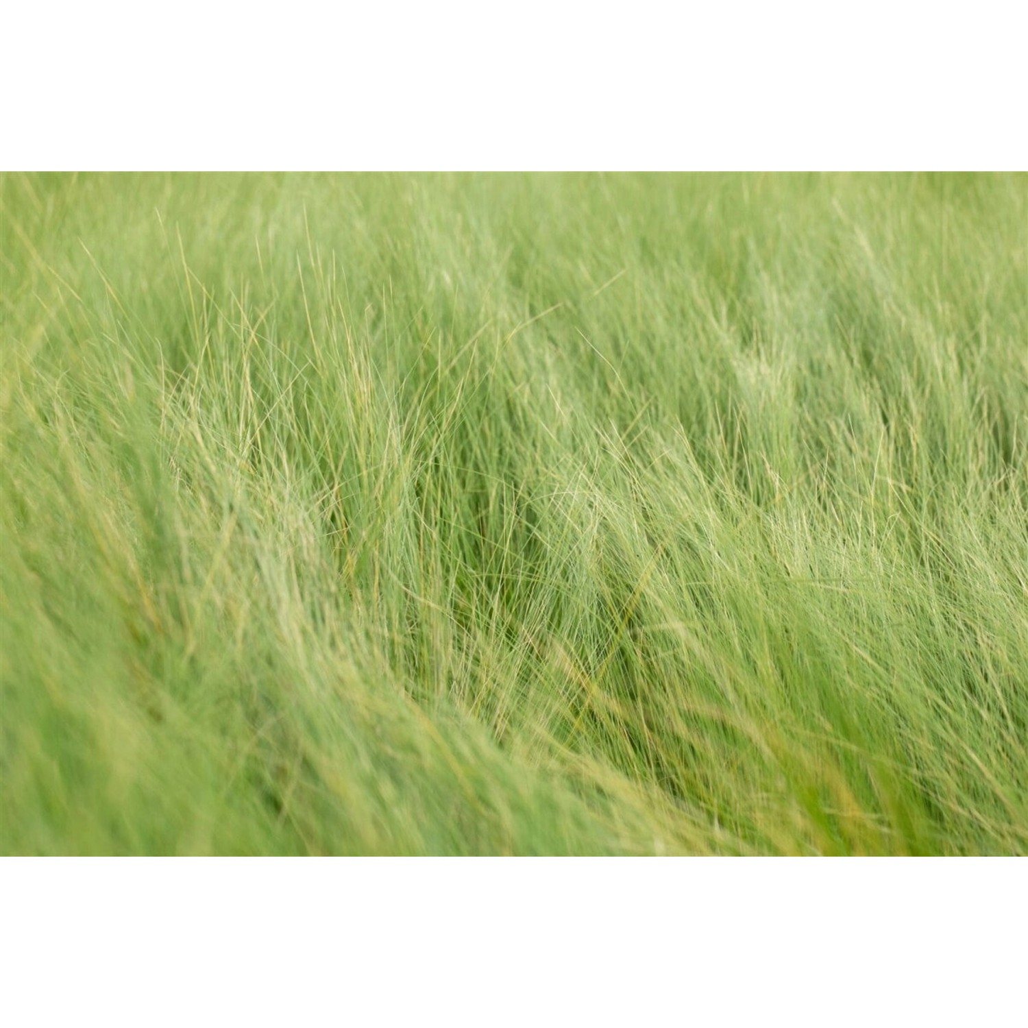 Stipa Tenuifolia Engelshaargras 2 Liter Container Zartes Laub günstig online kaufen