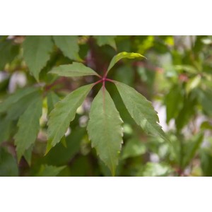 Blatt des Wilden Weins 'Engelmannii', einer Kletterpflanze mit fünf Blättern und rotem Stiel.