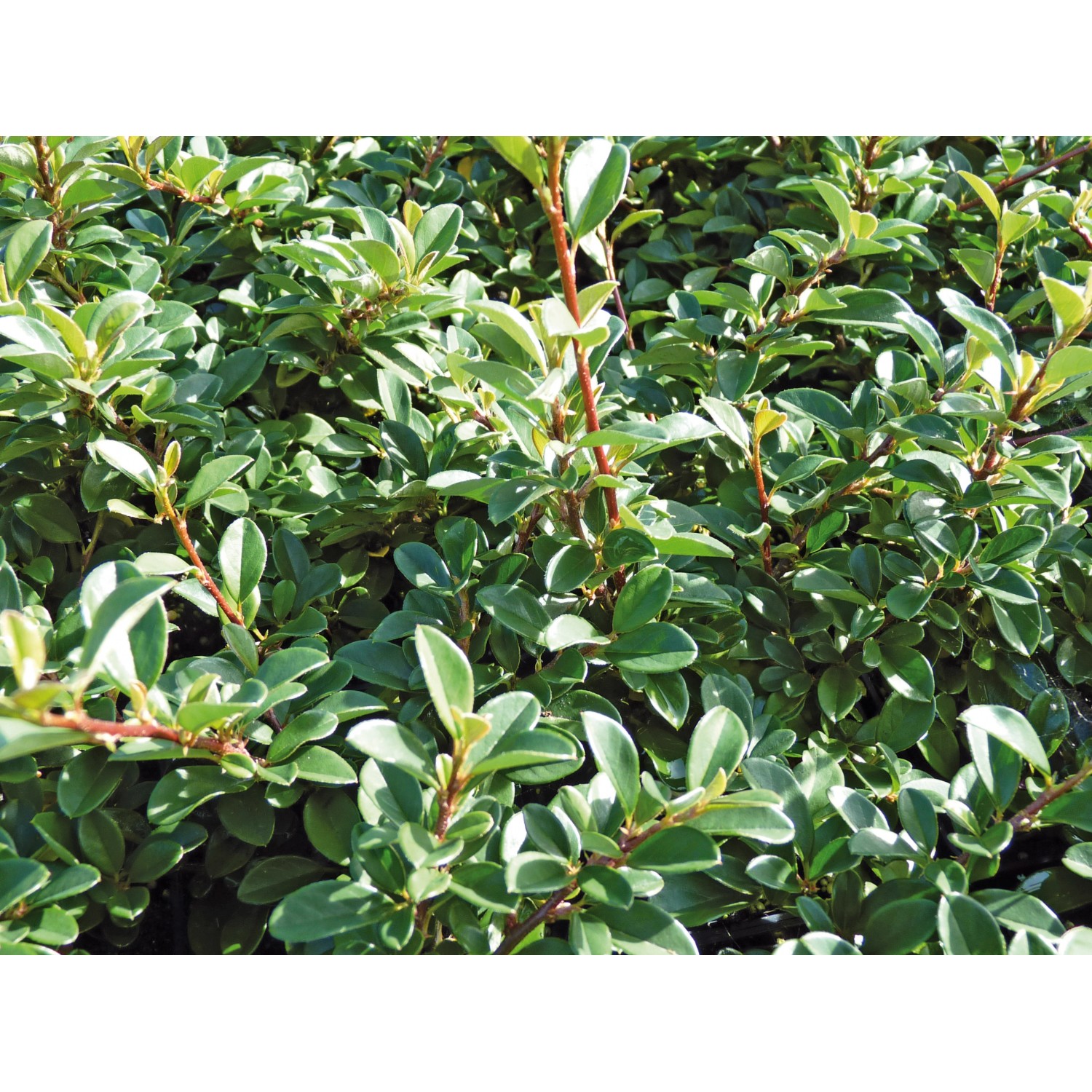 Kriechmispel Eichholz Weiß Topf-Ø ca. 9 cm Cotoneaster dammeri