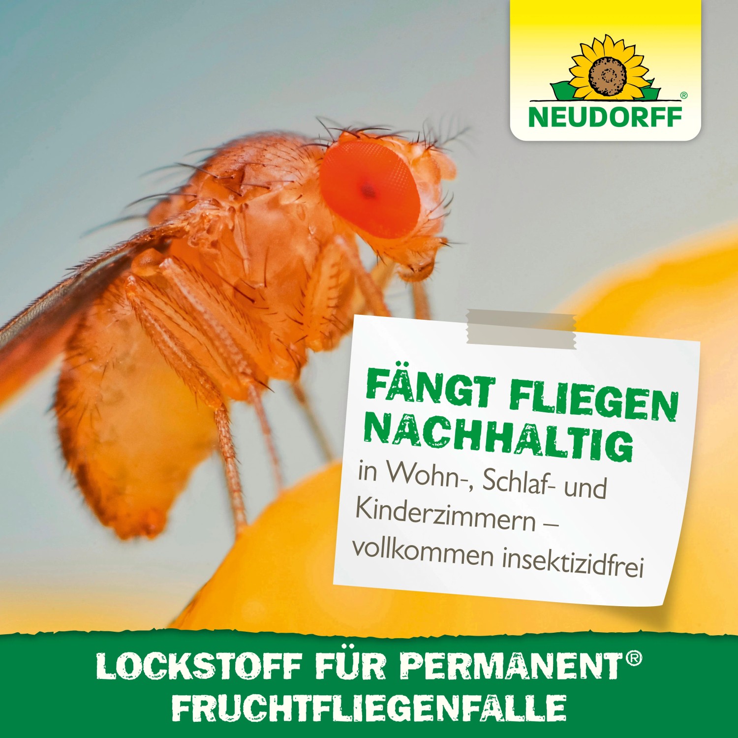 Nahaufnahme einer Fruchtfliege auf Neudorff Lockstoff-Verpackung für Fruchtfliegenfalle.