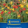 Kiepenkerl Crocosmia kleinblumige Mischung mit gelben und orangen Blüten.