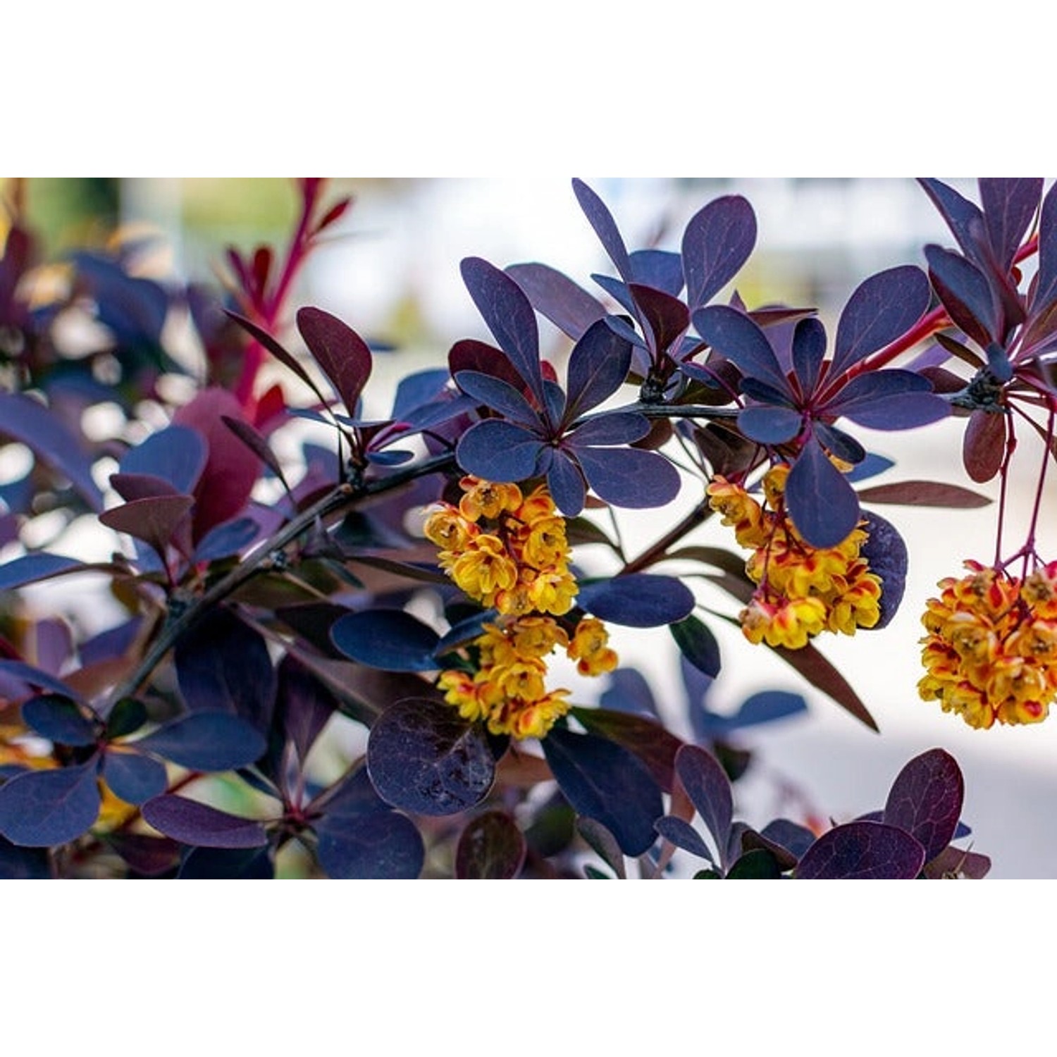 Baumfink Rote Heckenberberitze mit purpurroten Blättern und gelben Blüten als Topfpflanze.