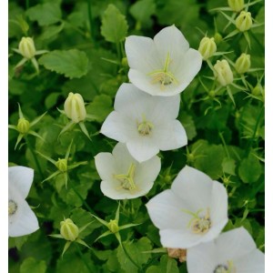 Weiße Karpaten-Glockenblume (Campanula carpatica) im Detail. Staude mit glockenförmigen Blüten.