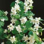 Blühender Duftjasmin 'Dame Blanche' mit weißen Blüten und grünen Blättern.