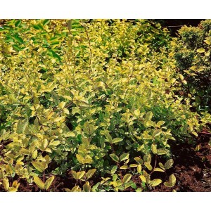 Japanisches Geißblatt 'Aureoreticulata' mit goldgelb geädertem Laub, ca. 150-200 cm hoch.