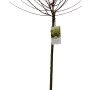 Harlekinweide Salix Hakuro Nishiki im Topf, ca. 17 cm Ø, ohne Blätter.