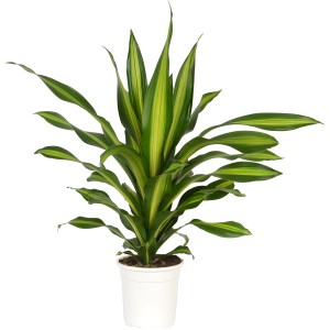 Drachenbaum Burley (Dracaena fragrans) im Topf, grüne Blätter mit gelben Streifen.