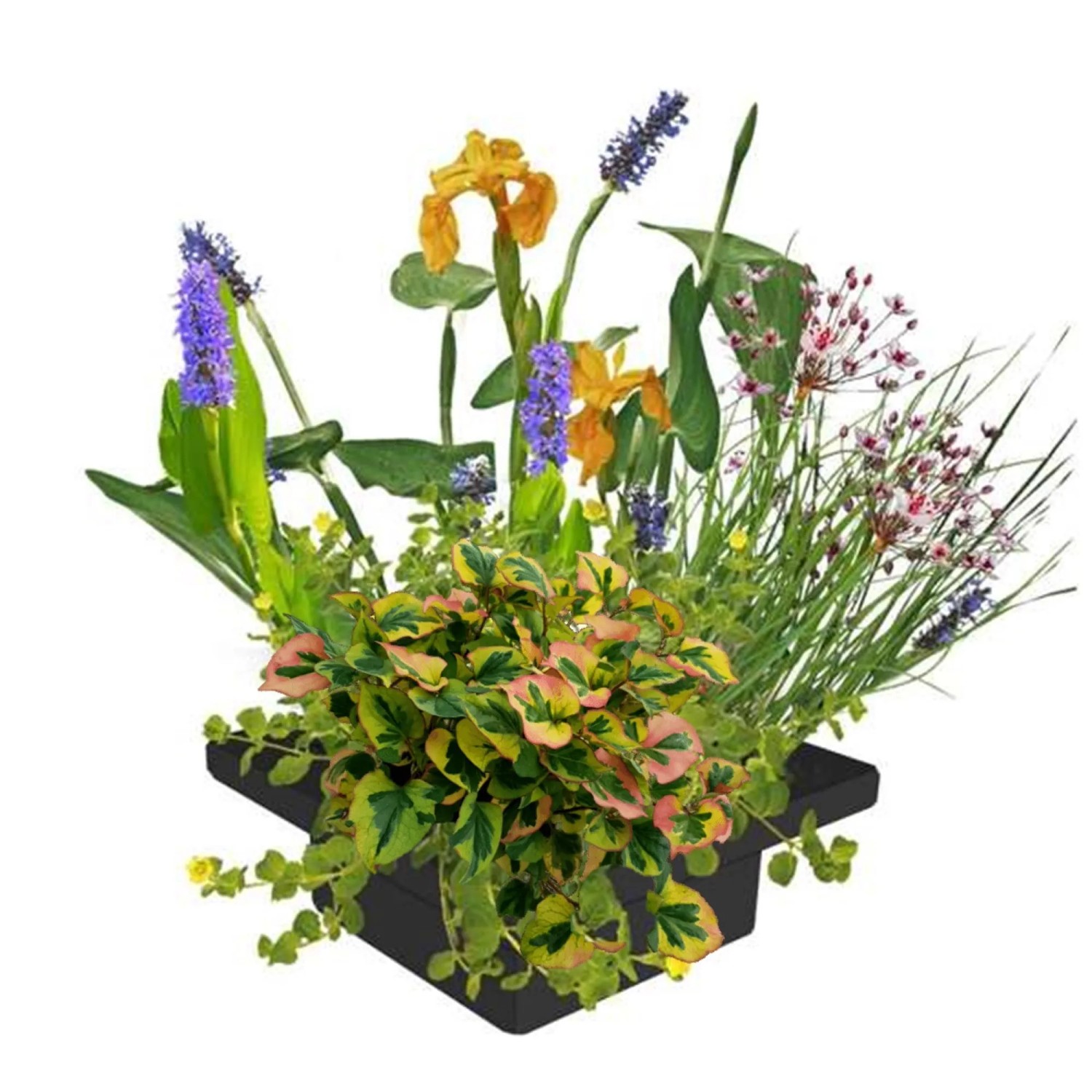 Vdvelde Pflanzeninsel Teich 4 Sorten Teichpflanzen Mit Zubehör 25x25 Cm