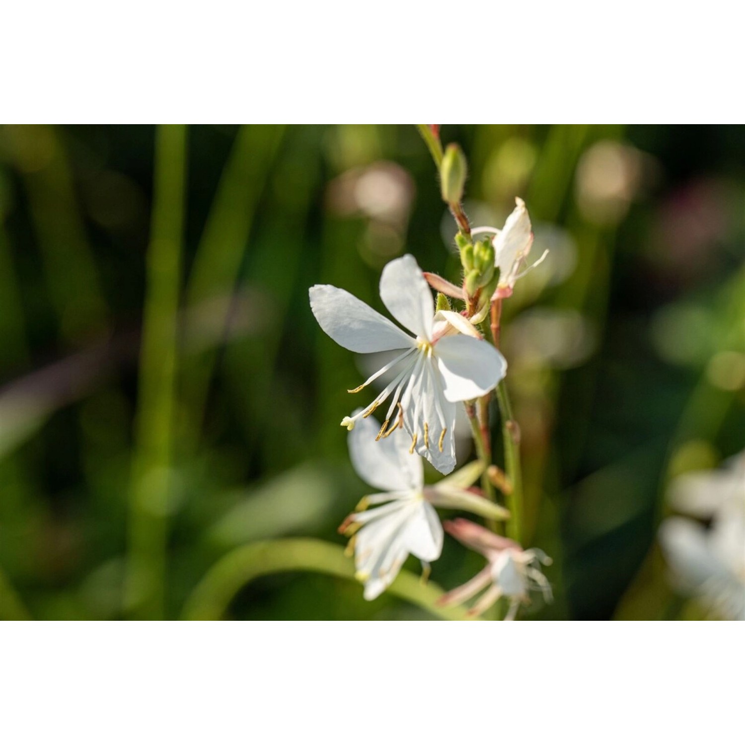 Gaura Lindheimerii Prachtkerze Corries Gold Ca 11x11 cm Topf günstig online kaufen