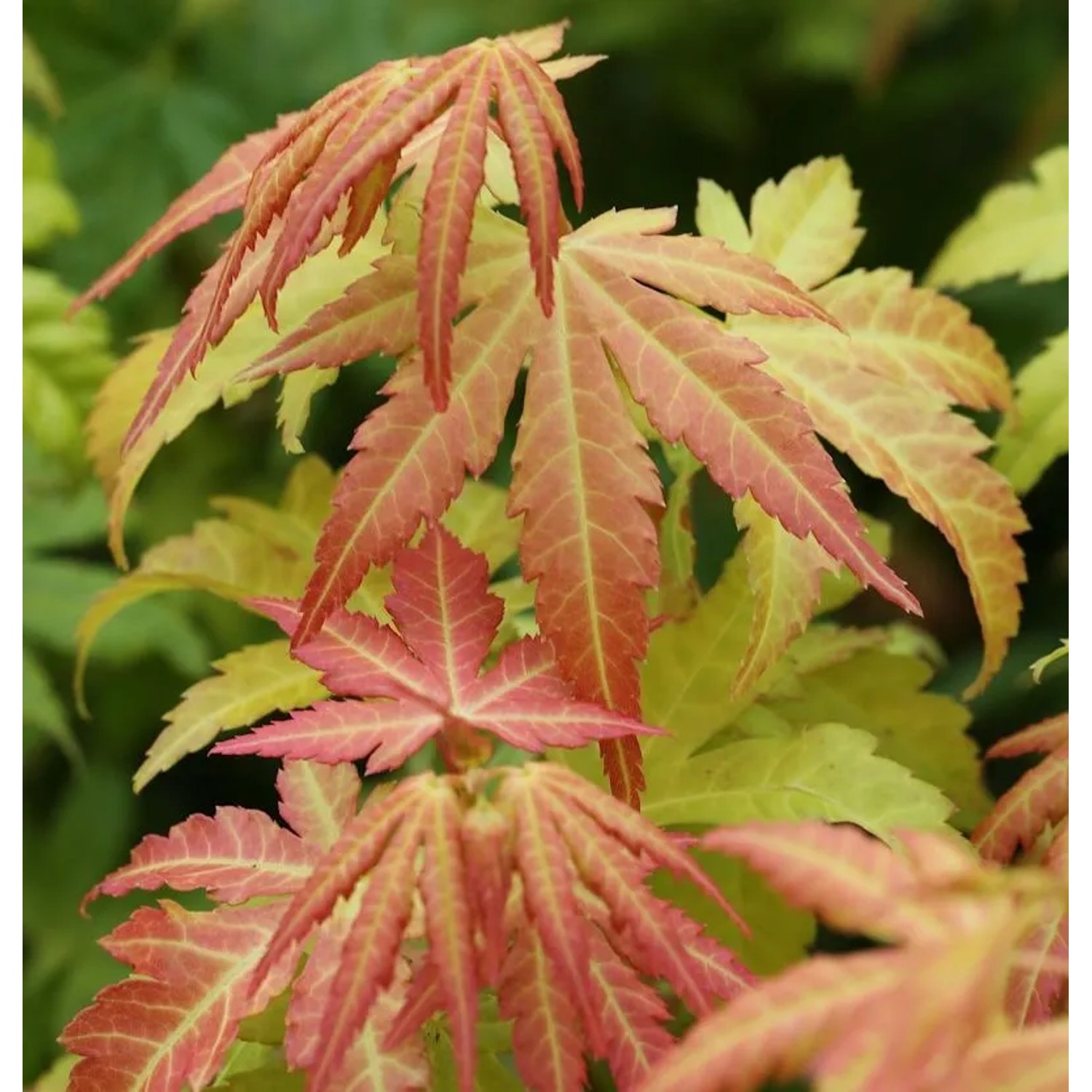 Fächerahorn Orange Dream 125-150cm - Acer palmatum