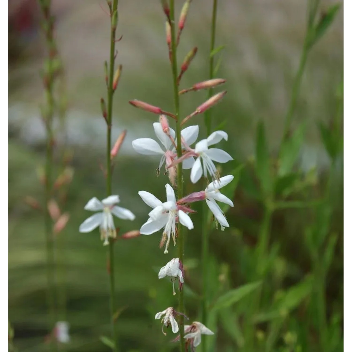 Prachtkerze Cool Breeze - Gaura,indheimeri
