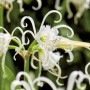 Detailaufnahme der weißen Blüte der GROW by OBI Spinnenlilie Festalis, ca. 50 cm hoch.
