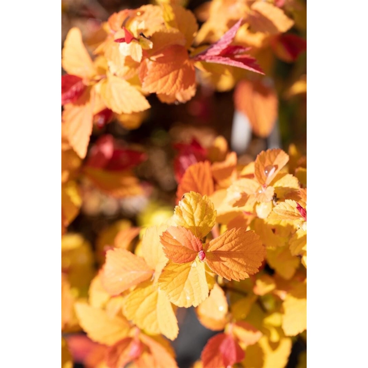 Spiraea Japonica Japanische Spiere Double Play Big Bang 30-40 cm günstig online kaufen