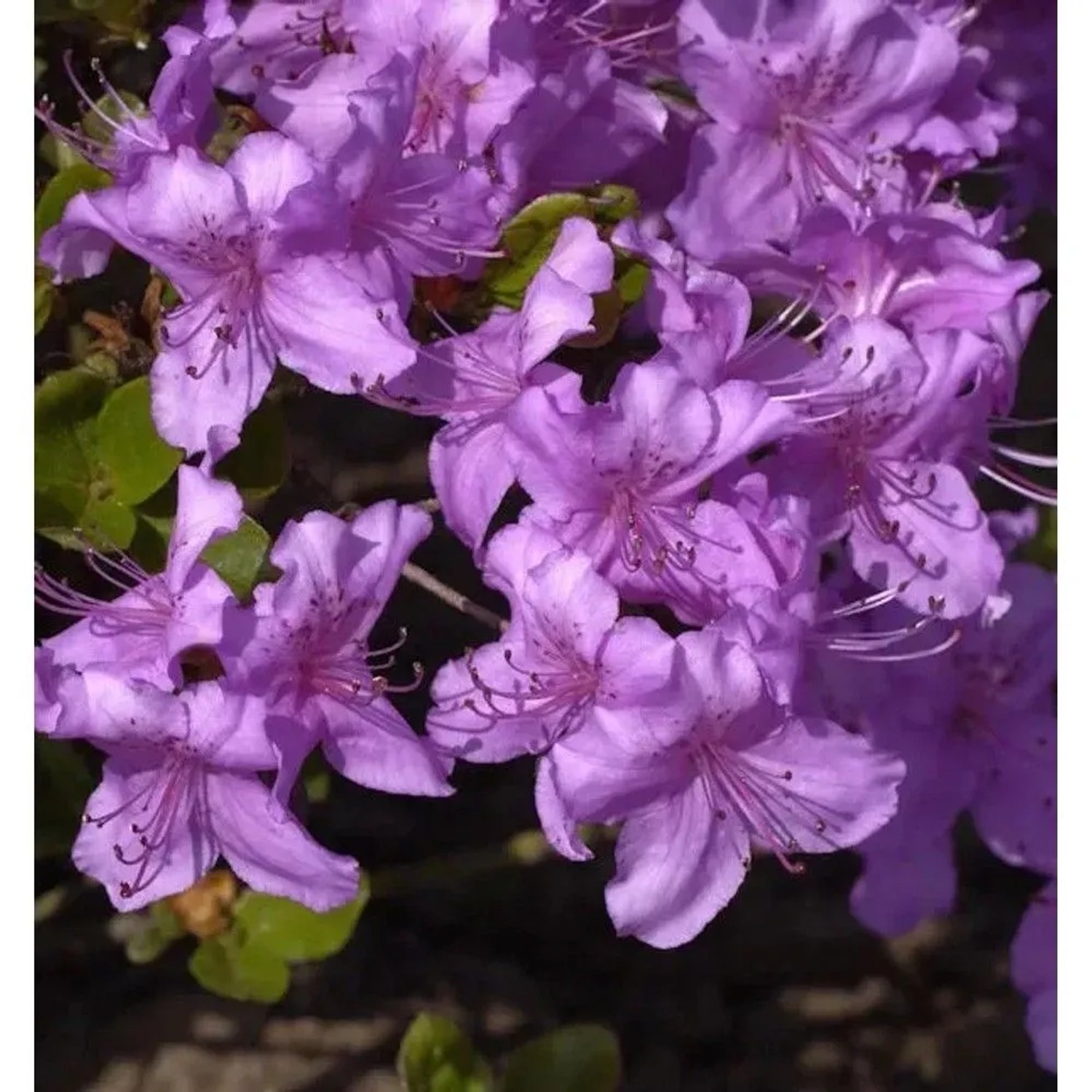 Japanische Azalee Lilac 30-40cm - Rhododendron obtusum - Zwerg Alpenrose