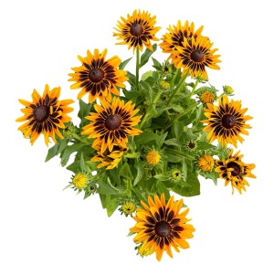 Rauer Garten-Sonnenhut SmileyZ, gelb-braune Rudbeckia hirta im 19 cm Topf.
