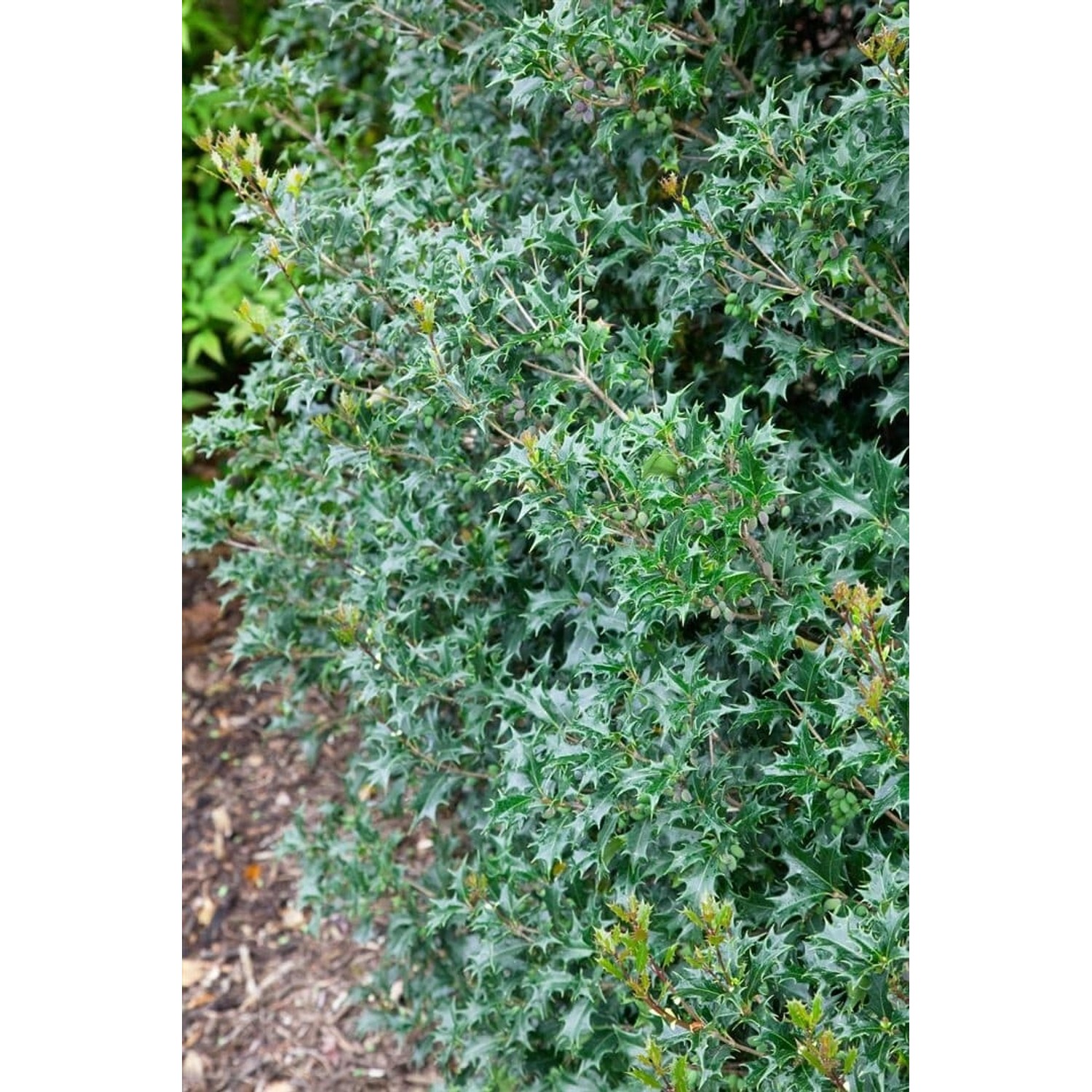 Osmanthus Armatus Duftblüte Immergrün 100–125 cm günstig online kaufen