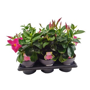 GROW by OBI Dipladenia Busch, Kübelpflanze mit pinken Blüten und grünen Blättern im Topf.