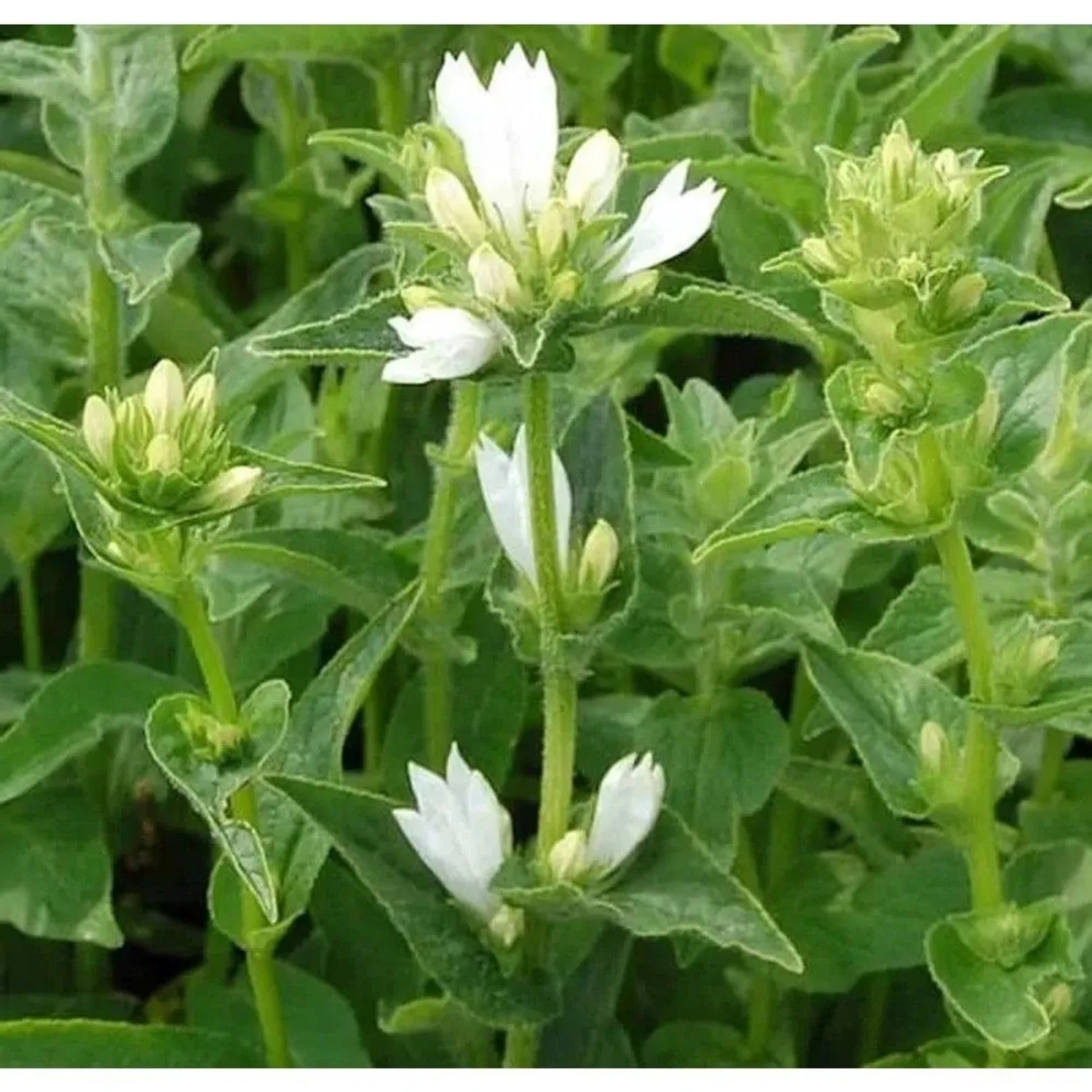 Knäulglockenblume Alba - Campanula glomerata