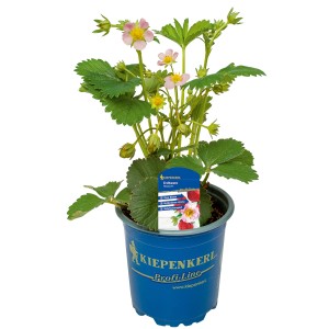 Kiepenkerl Erdbeere Rosana F1 im Topf mit rosa Blüten und grünen Blättern.