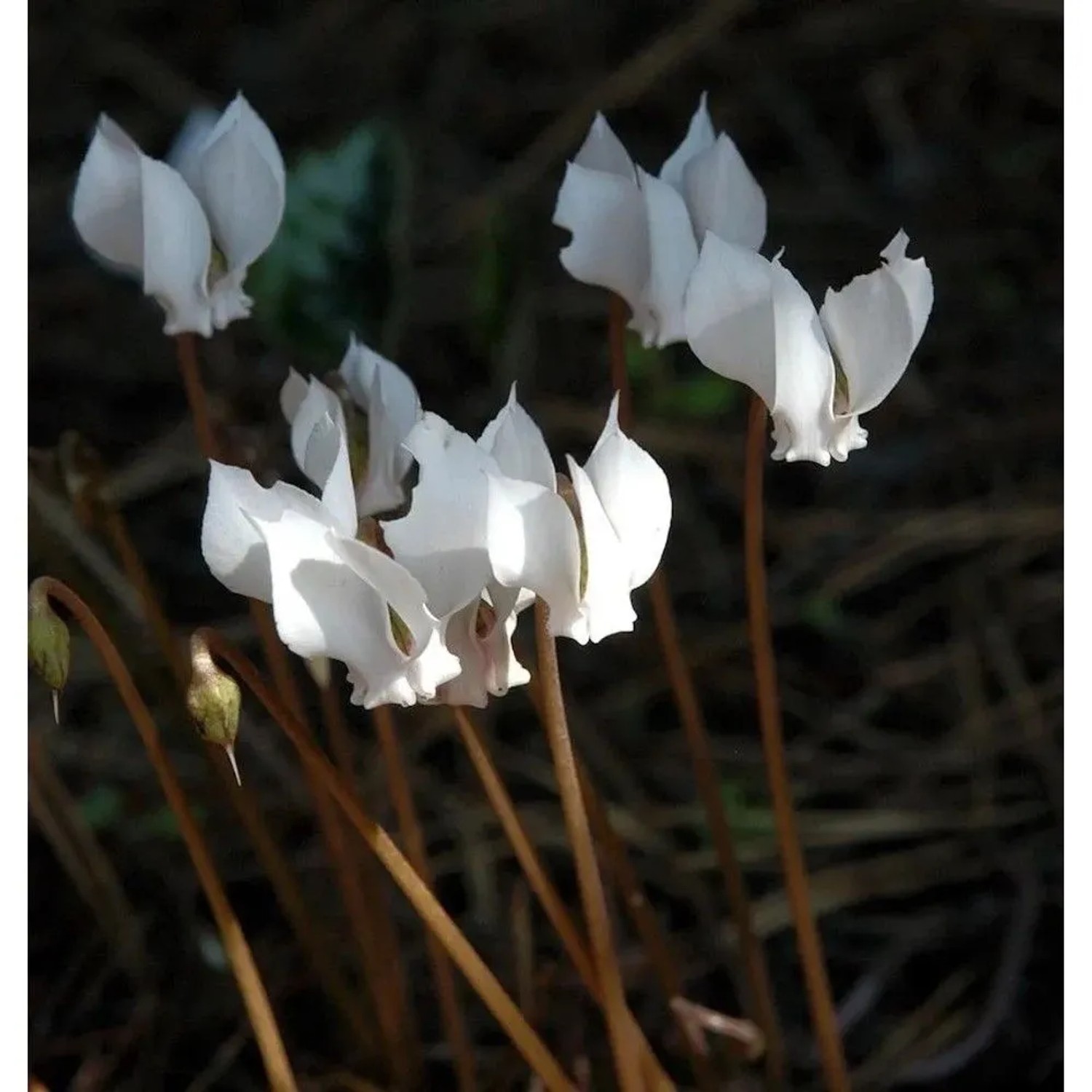 Herbst Alpenveilchen Album - Cyclamen hederifolium