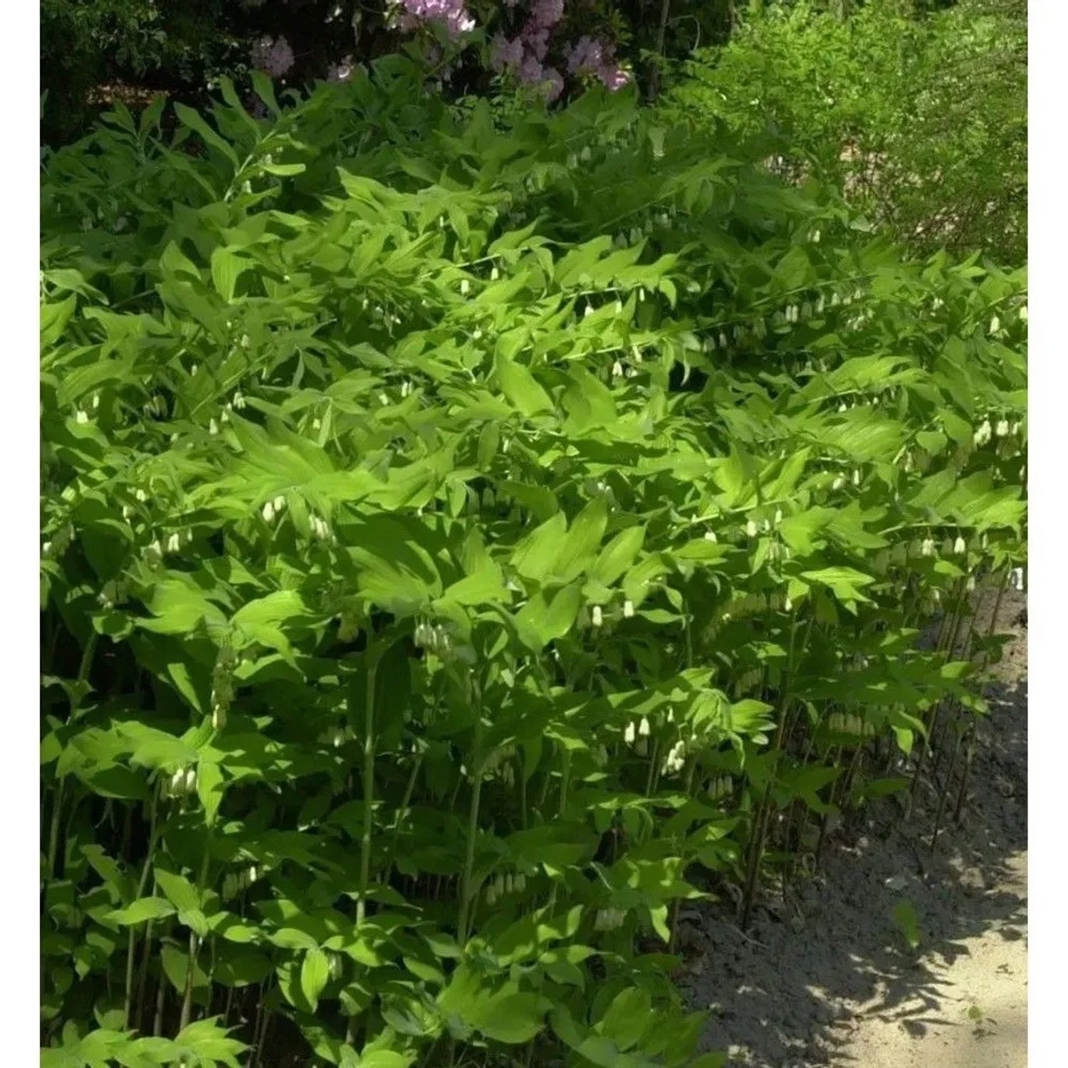 Vielblütige Weißwurz - Polygonatum multiflorum