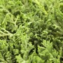 Nahaufnahme des blaugrünen Kriech-Wacholders Juniperus horizontalis 'Glauca', ein attraktiver Bodendecker.