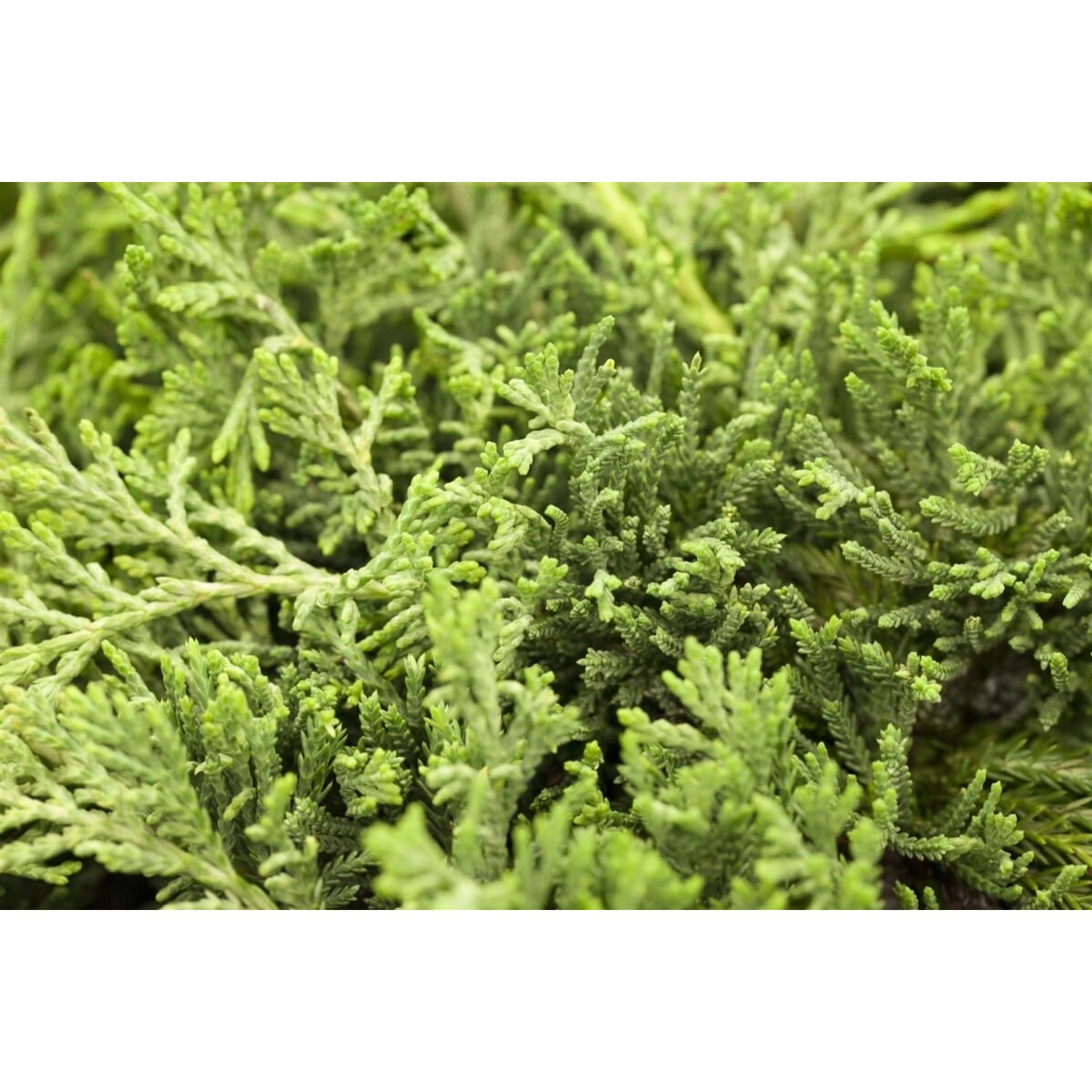 Juniperus Horizontalis Glauca Kriech-Wacholder Blaugrün 20–30 cm günstig online kaufen