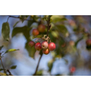 Zierapfel 'Red Sentinel' mit roten Früchten an Ästen, Hausbaum für Garten und Kübel.