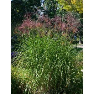 Grün-gelbes Chinaschilf 'Pünktchen' (Miscanthus sinensis) im Garten mit rötlichen Blütenständen.