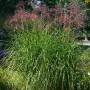 Grün-gelbes Chinaschilf 'Pünktchen' (Miscanthus sinensis) im Garten mit rötlichen Blütenständen.