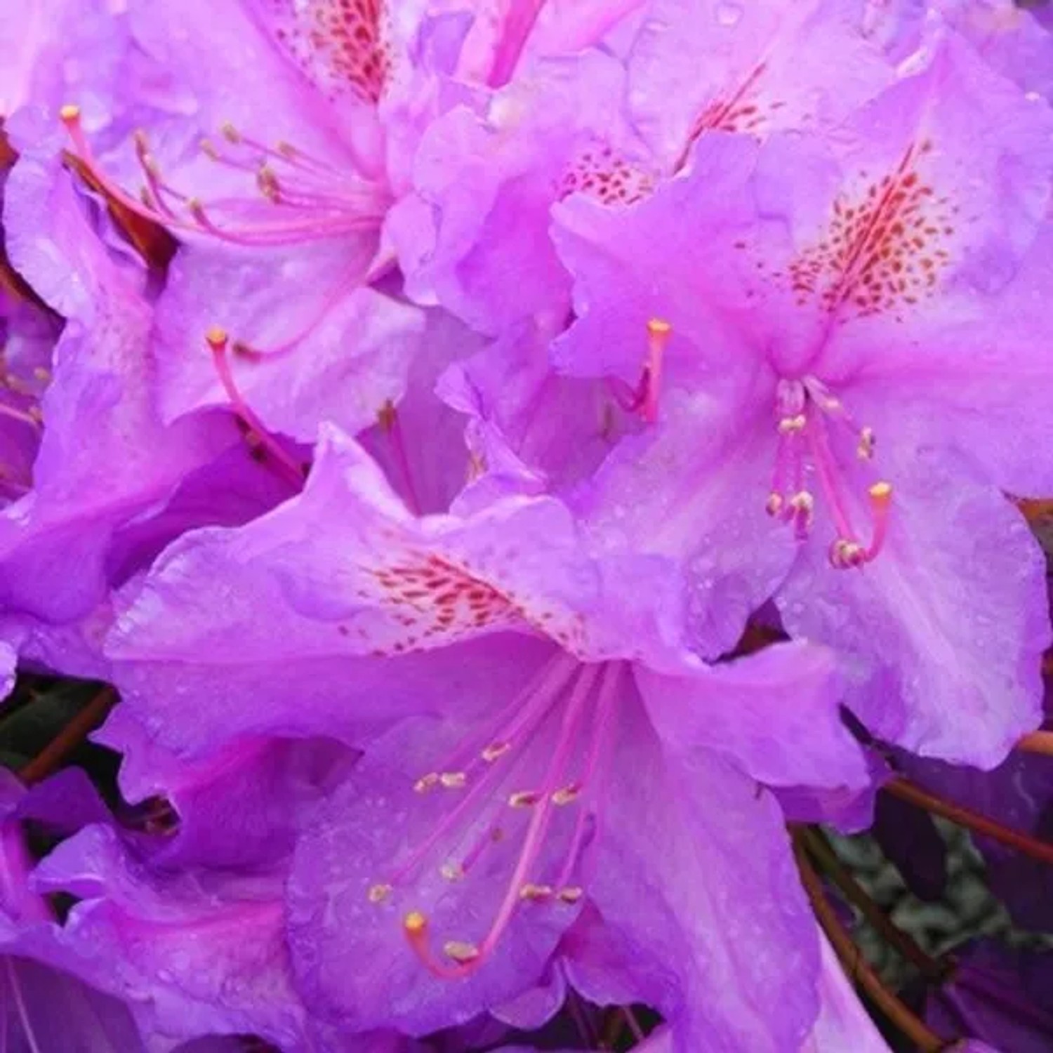 Rhododendron 'Lee's Dark Purple' 40 bis 50 cm im Container Dunkelviolette Blüten