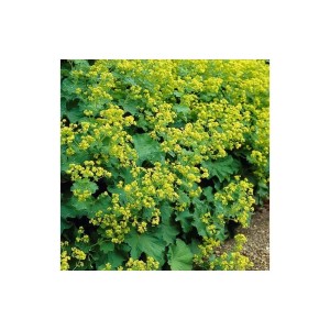 Frauenmantel (Alchemilla Mollis) Staude im 9cm Topf, Set mit 6 Pflanzen. Bodendecker mit gelb-grünen Blüten.