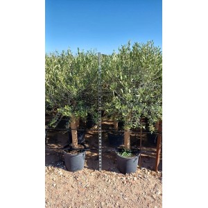 Hochstämmiger Olivenbaum (170 cm) im Topf, ca. 25 Jahre alt, winterhart bis -18°C.