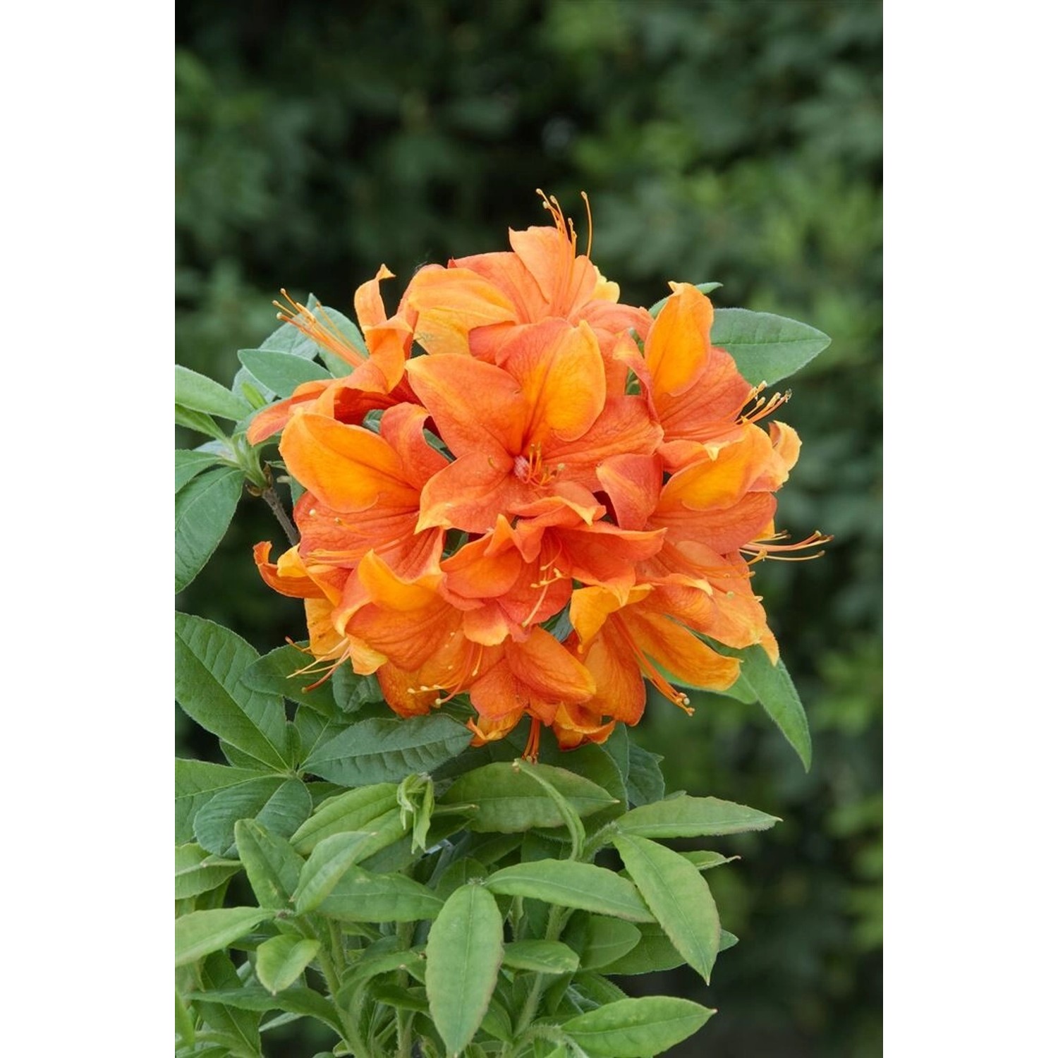 Rhododendron Luteum Goldflamme Gelb-Orange 30–40 cm günstig online kaufen