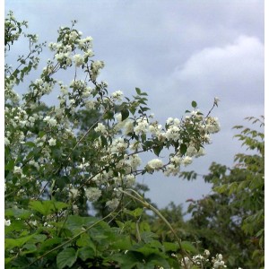 Gartenjasmin 'Pearls of Perfume' mit üppigen, weißen Blüten.