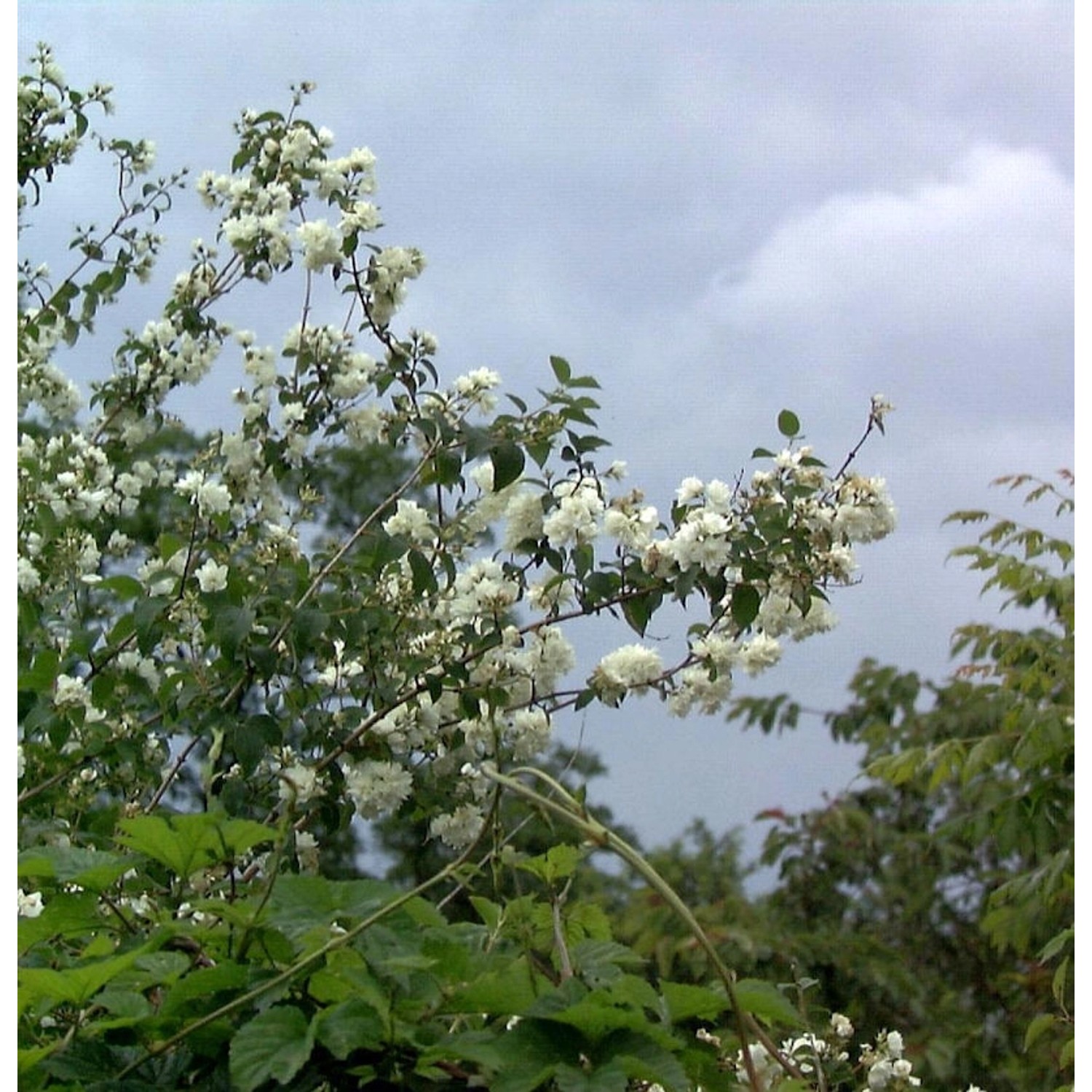 Gartenjasmin Pearls of Perfume 40-60cm - Philadelphus günstig online kaufen