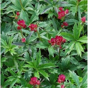 Foto einer Sterndolde 'Primadonna' (Astrantia major) mit roten Blüten und grünen Blättern.