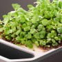 Gusta Garden Anzuchtsgefäß Harry Herbs, weiße Pflanzschale mit Microgreens.