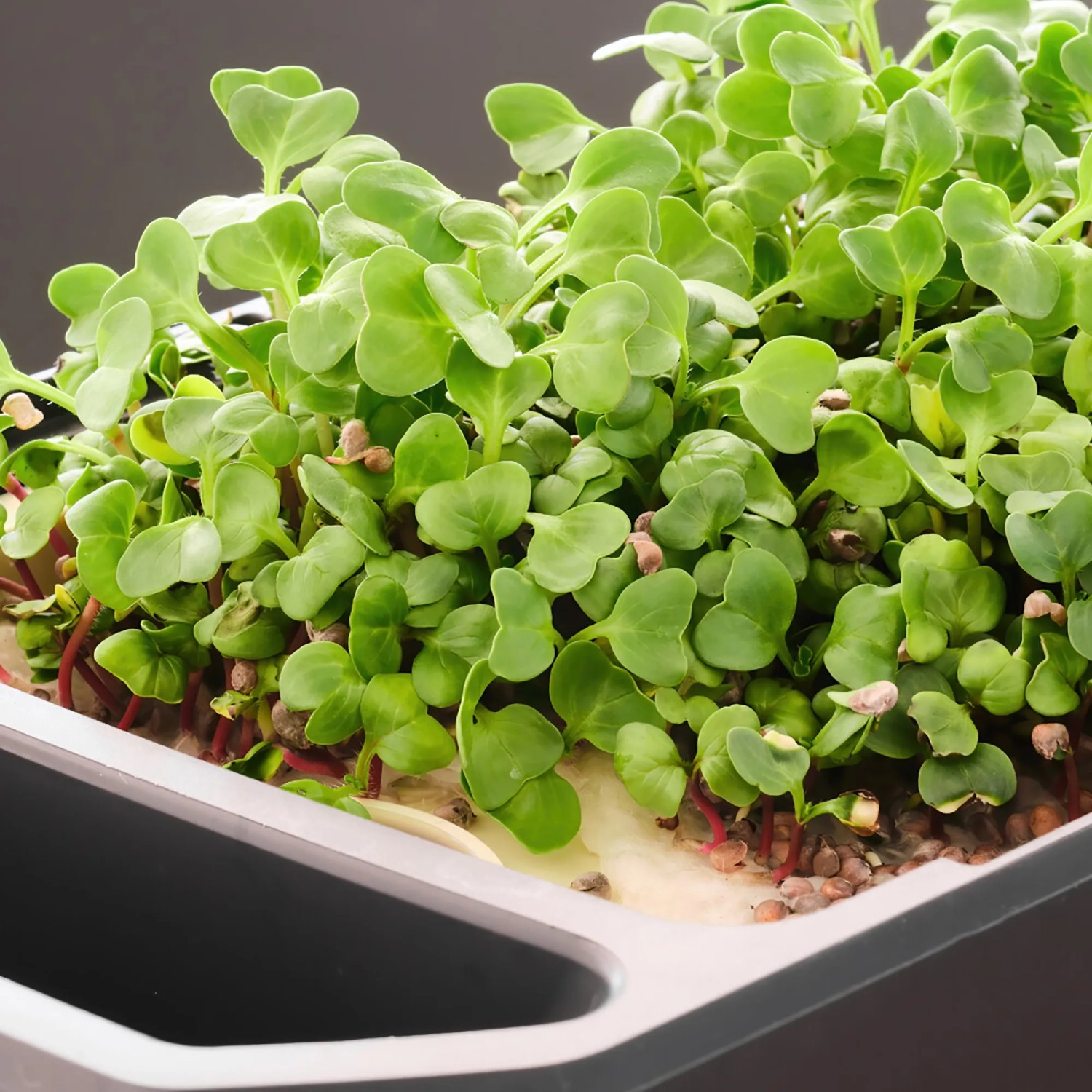 Gusta Garden Anzuchtsgefäß Harry Herbs, weiße Pflanzschale mit Microgreens.
