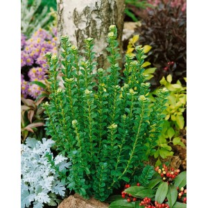 Immergrüner Buxus 'Handsworthiensis' (125-150 cm) als Heckenpflanze im Garten.