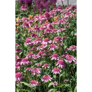 Rosa blühender Roter Sonnenhut (Echinacea) im Beet, bienenfreundliche Staude für sonnige Standorte.