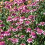 Rosa blühender Roter Sonnenhut (Echinacea) im Beet, bienenfreundliche Staude für sonnige Standorte.