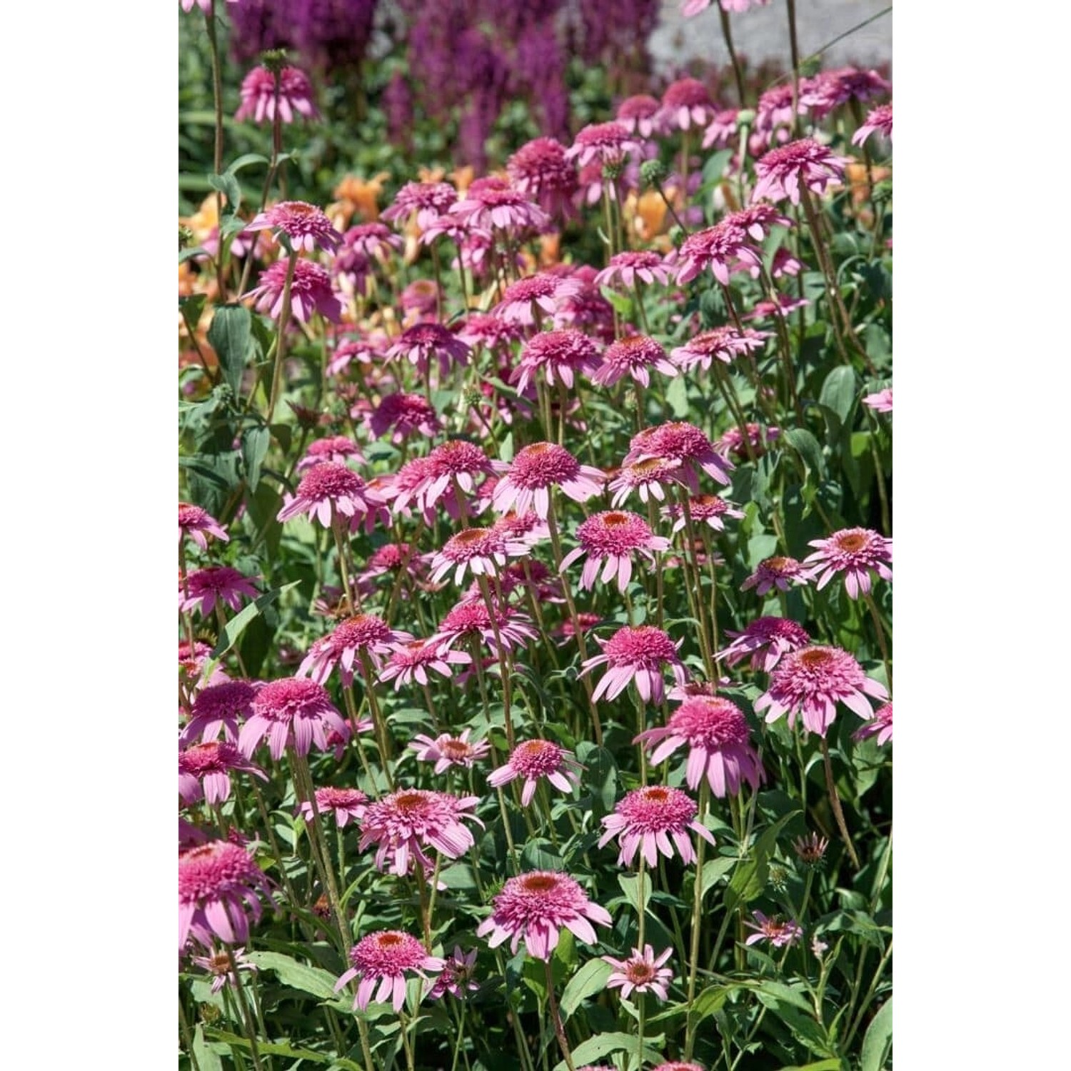 Echinacea Purpurea Razzmatazz Roter Sonnenhut Ca. 11x11 cm Topf günstig online kaufen